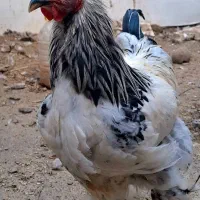 خروس نژاد اصل برهما