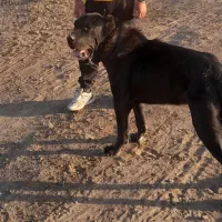 سگ سرابی|سگ|باغ حلی, |دیوار