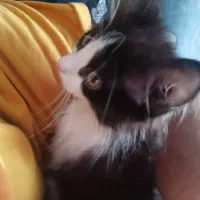 واگذاری گربه پرشین|گربه|بندر ماهشهر, |دیوار