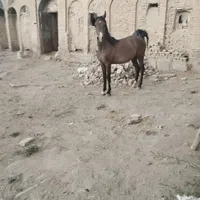 اسب مادیان شش دانگ|اسب و تجهیزات اسب‌سواری|اراک, |دیوار
