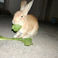 خرگوش خوش رنگ|موش و خرگوش|گنبد کاووس, |دیوار