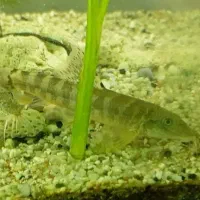 ماهی آکواریومی لوچ