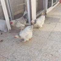 تخم مرغ نطفه دار برهما|پرنده|اندیشه, اندیشه فاز ۵|دیوار