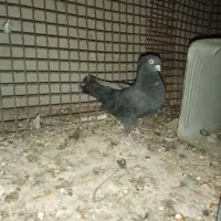 کبوتر طوقی زاغ