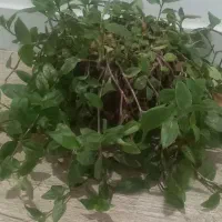 گل طبیعی|گل و گیاه طبیعی|شیروان (خراسان), |دیوار