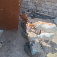 بز سه قلو