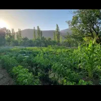 ماشین مدل ۸۸قیمت پانصدمیلیون