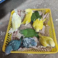 جوجه راهب سرلاکی