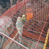 مرغ عشق|پرنده|ایذه, |دیوار