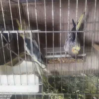 سی جفت عروس هلندی به همراه قفس پرون لانه ام دی اف|پرنده|شیراز, فخرآباد (دروازه کازرون)|دیوار