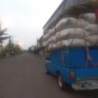 کاه لوبیا