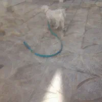 واگذاری سگ سالم وسرحال