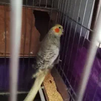 عروس هلندی|پرنده|پاکدشت, پاکدشت (مامازند)|دیوار