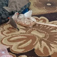 دوجفت فنچ جوجه بده|پرنده|هشتگرد, شهرک بوستان|دیوار