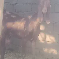 بزپتیری سقلوزا با سه کهره نر بز ابستن