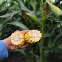 سیلاژ ذرت علوفه‌ای بسته بندی ۳۰ کیلو ،فله شرایط چک