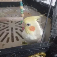 عروس هلندی|پرنده|قم, علی آباد|دیوار