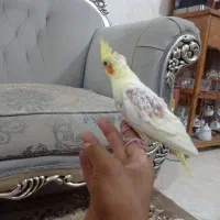 جوجه عروس هلندی