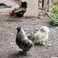 خروس ابریشمی|حیوانات مزرعه|رشت, دیانتی|دیوار