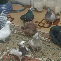 طوقی پلاکی|پرنده|شیراز, شهدای شهرک سعدی|دیوار