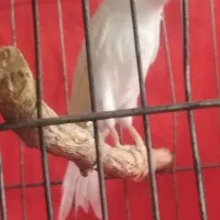 قناری نر و ماده|پرنده|بهمن صغاد, |دیوار