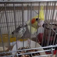 عروس هلندی گمشده