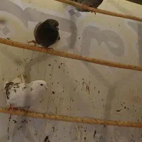 کبوتر.چاپی|پرنده|تهران, تهرانسر شمالی|دیوار