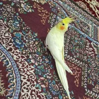 جفت عروس هلندی لوتینو