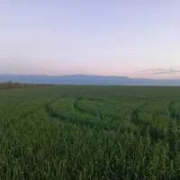 زمین-کشاوزی-5-هکتار
