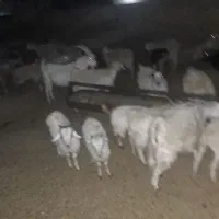 کهره چاق سبک|حیوانات مزرعه|سیرجان, |دیوار