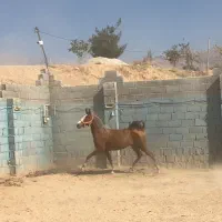 اسب و مادیان