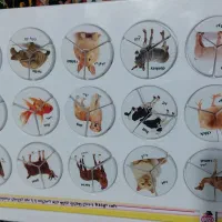 بازی و سرگرمی هوش چین