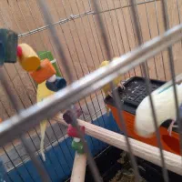 یه جفت مرغ عشق با دوتا جوجه شش ماهه|پرنده|کرمانشاه, |دیوار