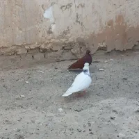 کفتر