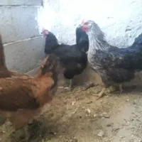 مرغ بومی تخم گذار|حیوانات مزرعه|خمینی‌شهر, |دیوار