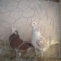 کفتر فوق پرش