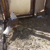 کبوتر فردوس|پرنده|فردوس (خراسان), |دیوار