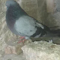 کبوتر کفتر|پرنده|بستان آباد, |دیوار