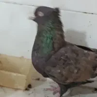 کبوتر تافته ای|پرنده|شیراز, پودنک|دیوار