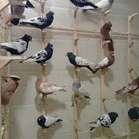 کبوتر یا کفتر سینه