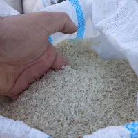 برنج درجه ۱فجربه شرط پخت ۲۳۵ونیم دانه درجه یک ۱۳۵