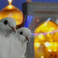 مشهد مقدس حرکت اول مهر1404/7/1 مبلغ4300