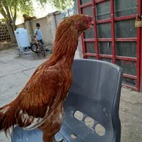 خروس|حیوانات مزرعه|میناب, |دیوار