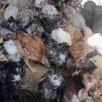 چوری ملگر و کاکلی|حیوانات مزرعه|اردکان, |دیوار