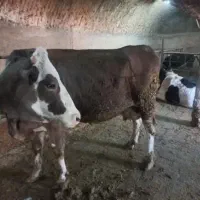 گاو|حیوانات مزرعه|قیدار, |دیوار