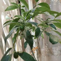 هویای قلبی و هویای کروهنیانا.انار.نارنگی لیمو ترش|گل و گیاه طبیعی|تبریز, |دیوار