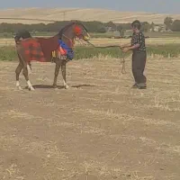 فروش نریان ۳ساله مادیان۲۶ماهه وکوره مادیون ۴ماه|اسب و تجهیزات اسب‌سواری|کنگاور, |دیوار