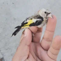 جوجه سهره کوردستان|پرنده|تهران, آرارات|دیوار