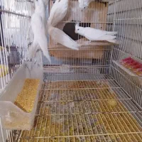 فروش یک جفت عروس ماده لونتینو دستی نر البینو|پرنده|ایرانشهر, |دیوار