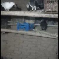کفتر همه رنگ و همه مدل